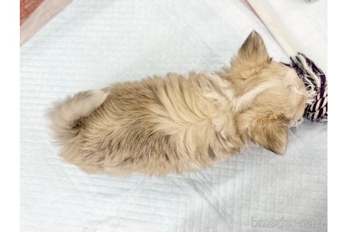 成約済の香川県のチワワ(ロングコート)-301716の5枚目