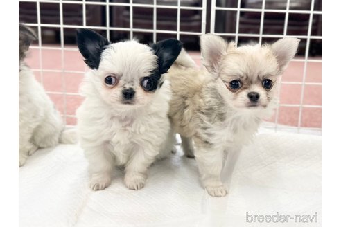 成約済の香川県のチワワ(ロングコート)-301716の4枚目