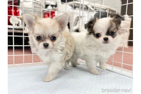 成約済の香川県のチワワ(ロングコート)-301716の7枚目