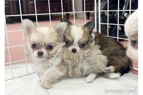 成約済の香川県のチワワ(ロングコート)-301716の2枚目