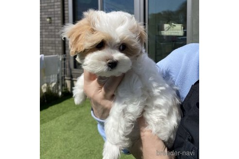 成約済の熊本県のマルプー:マルチーズ×トイプードル-303233の4枚目