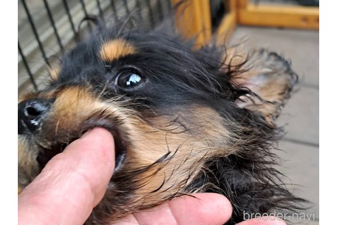 成約済の千葉県のポメプー:ポメラニアン×トイプードル-294919の4枚目