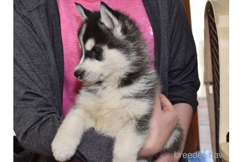 成約済の愛知県のシベリアンハスキー-301507の2枚目