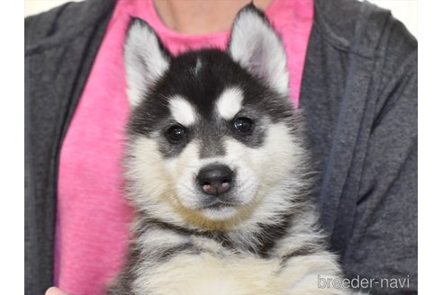 成約済の愛知県のシベリアンハスキー-301508の1枚目