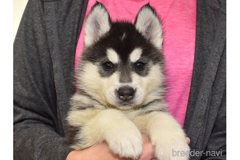 成約済の愛知県のシベリアンハスキー-301508の6枚目