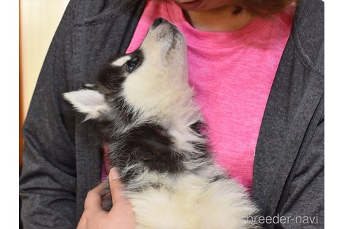 成約済の愛知県のシベリアンハスキー-301508の5枚目