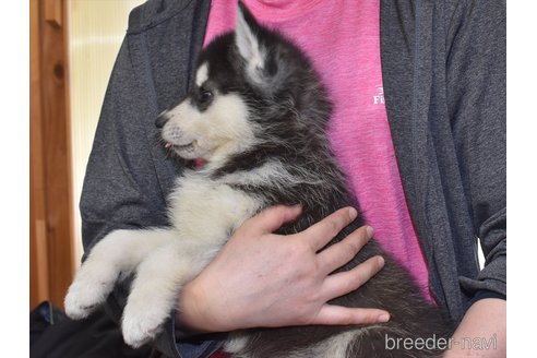 成約済の愛知県のシベリアンハスキー-301508の4枚目
