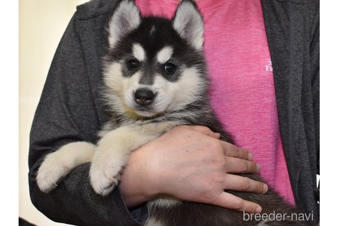 成約済の愛知県のシベリアンハスキー-301508の3枚目