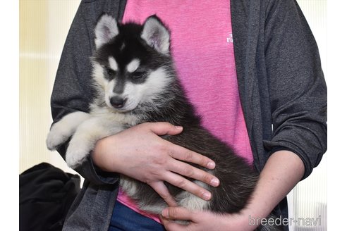 成約済の愛知県のシベリアンハスキー-301508の2枚目