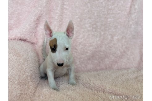 成約済の三重県のミニチュアブルテリア-298354の2枚目