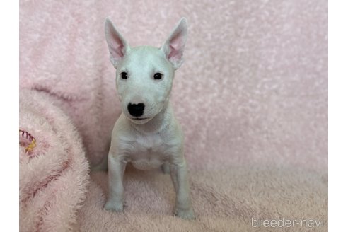 成約済の三重県のミニチュアブルテリア-298359の2枚目