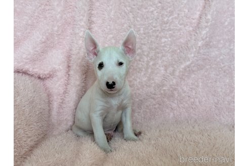 成約済の三重県のミニチュアブルテリア-298357の1枚目