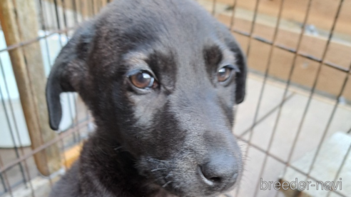 成約済の千葉県のミックス犬-300500の7枚目