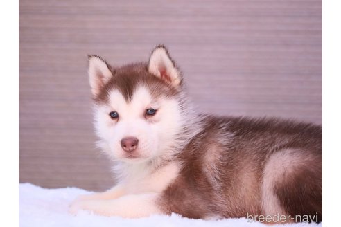 成約済の東京都のシベリアンハスキー-298421の11枚目