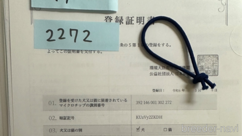 成約済の北海道のトイプードル-303271の3枚目