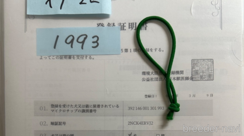成約済の北海道のトイプードル-303272の3枚目