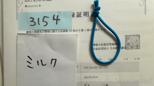 成約済の北海道のトイプードル-303274の5枚目