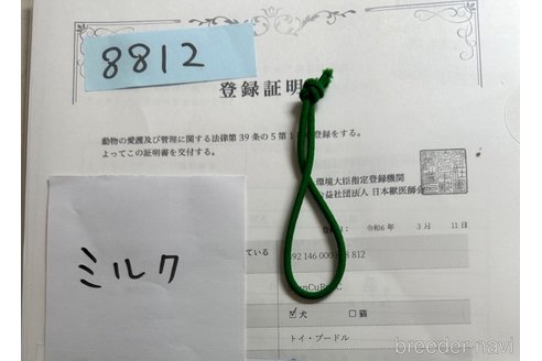 成約済の北海道のトイプードル-303275の6枚目