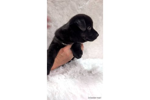 成約済の宮崎県のミックス犬-303294の6枚目