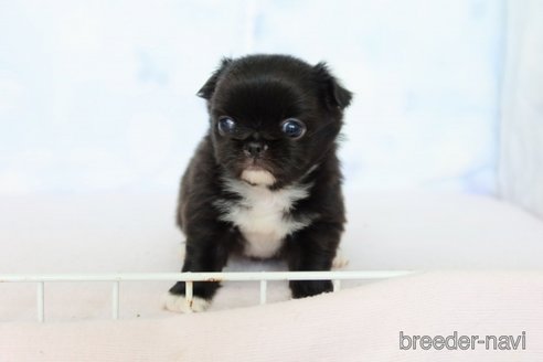 成約済の熊本県のミックス犬-303319の5枚目