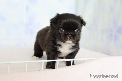 成約済の熊本県のミックス犬-303319の4枚目