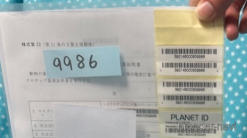 成約済の北海道のトイプードル-303341の4枚目