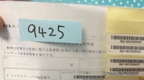 成約済の北海道のトイプードル-303343の5枚目
