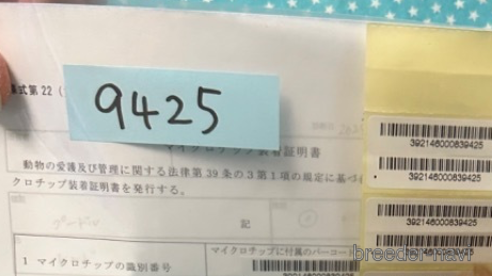 販売中の北海道のトイプードル-303343の5枚目