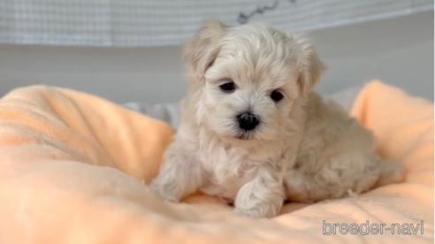 成約済の福岡県のマルプー:マルチーズ×トイプードル-303345の3枚目