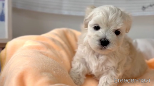 成約済の福岡県のマルプー:マルチーズ×トイプードル-303345