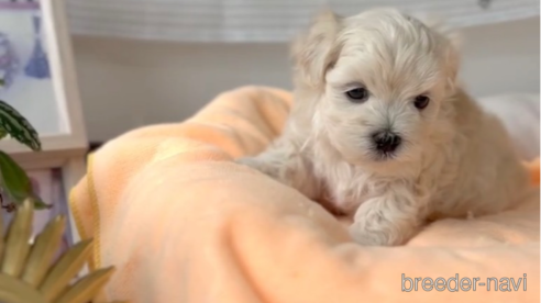 成約済の福岡県のマルプー:マルチーズ×トイプードル-303345の2枚目