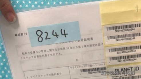 成約済の北海道のトイプードル-303346の5枚目