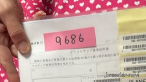 成約済の北海道のトイプードル-303355の6枚目