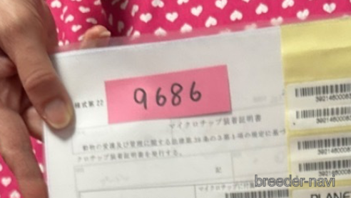 販売中の北海道のトイプードル-303355の6枚目