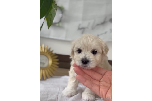 成約済の福岡県のマルプー:マルチーズ×トイプードル-303357の7枚目