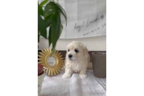 成約済の福岡県のマルプー:マルチーズ×トイプードル-303357の8枚目