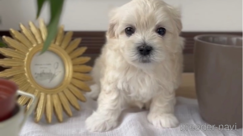 成約済の福岡県のマルプー:マルチーズ×トイプードル-303357