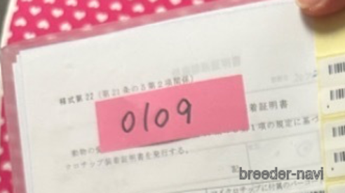 成約済の北海道のミックス犬-303362の5枚目