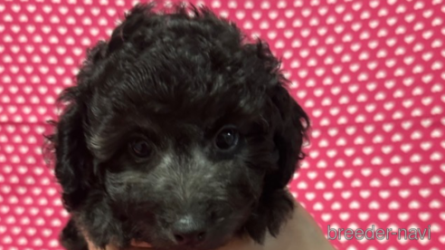 成約済の北海道のミックス犬-303365の4枚目