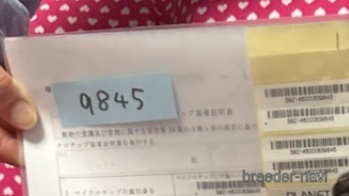 成約済の北海道のミックス犬-303365の3枚目