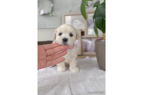 成約済の福岡県のマルプー:マルチーズ×トイプードル-303366の2枚目