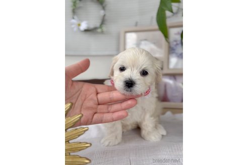 成約済の福岡県のマルプー:マルチーズ×トイプードル-303366の3枚目