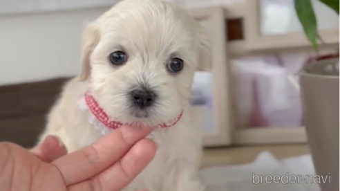 成約済の福岡県のマルプー:マルチーズ×トイプードル-303366