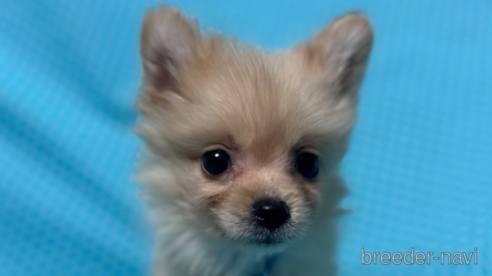 成約済の北海道のミックス犬-303369の1枚目
