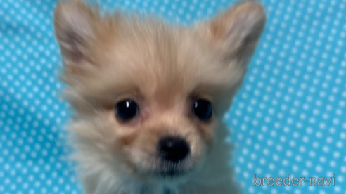 成約済の北海道のミックス犬-303369の4枚目
