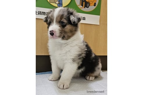 成約済の長野県のオーストラリアンシェパード-297251の3枚目