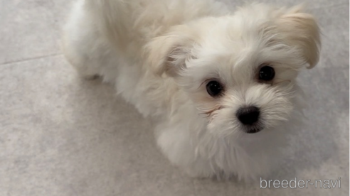 成約済の福岡県のチワマル:チワワ×マルチーズ-294085の6枚目