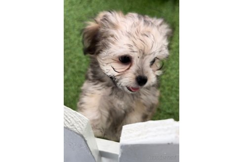 成約済の福岡県のチワマル:チワワ×マルチーズ-294079の4枚目