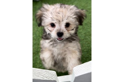 成約済の福岡県のチワマル:チワワ×マルチーズ-294079の5枚目