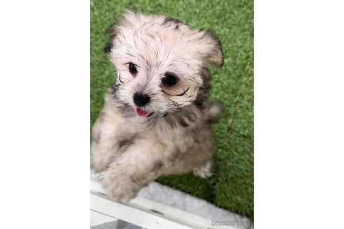 成約済の福岡県のチワマル:チワワ×マルチーズ-294079の2枚目